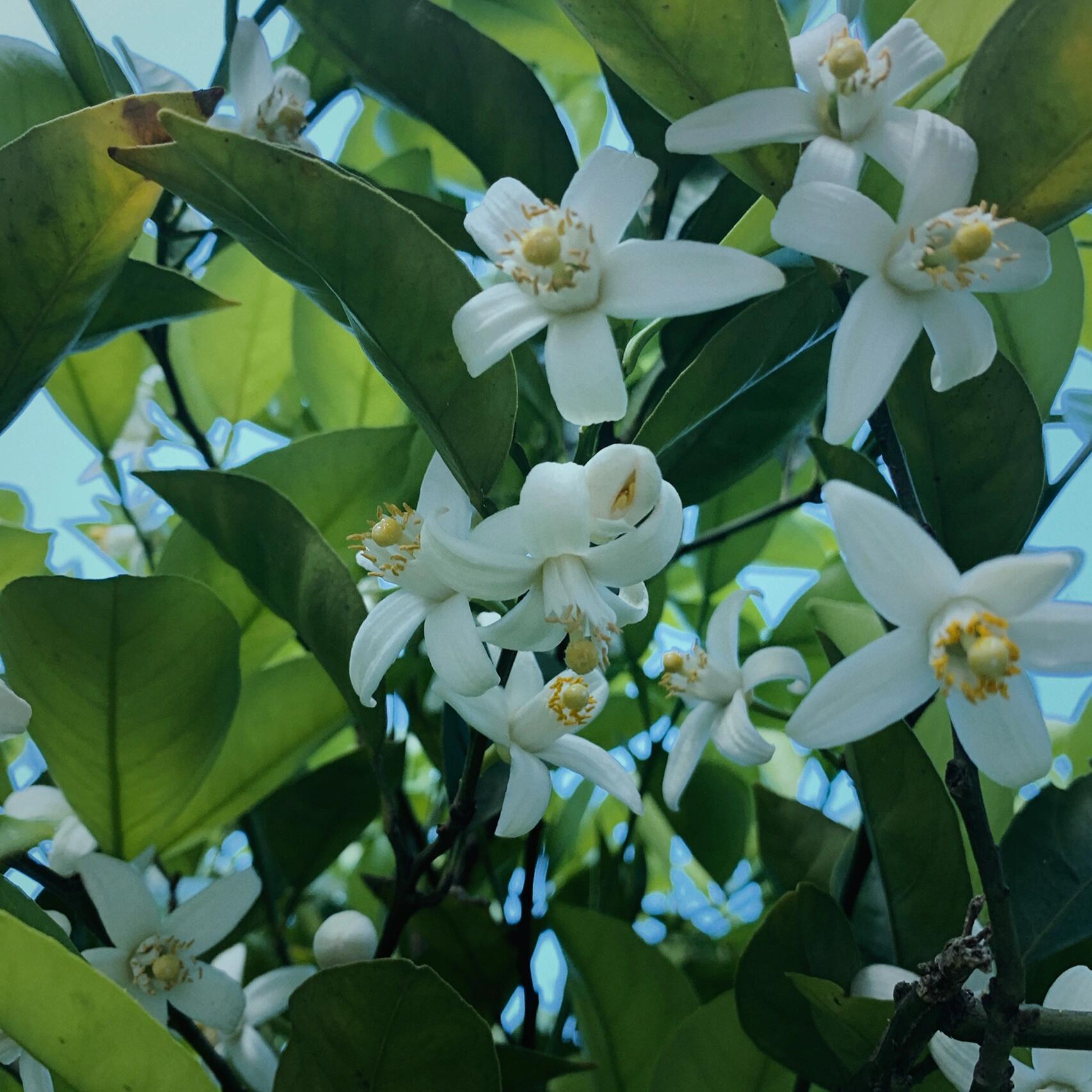 香椽花图片