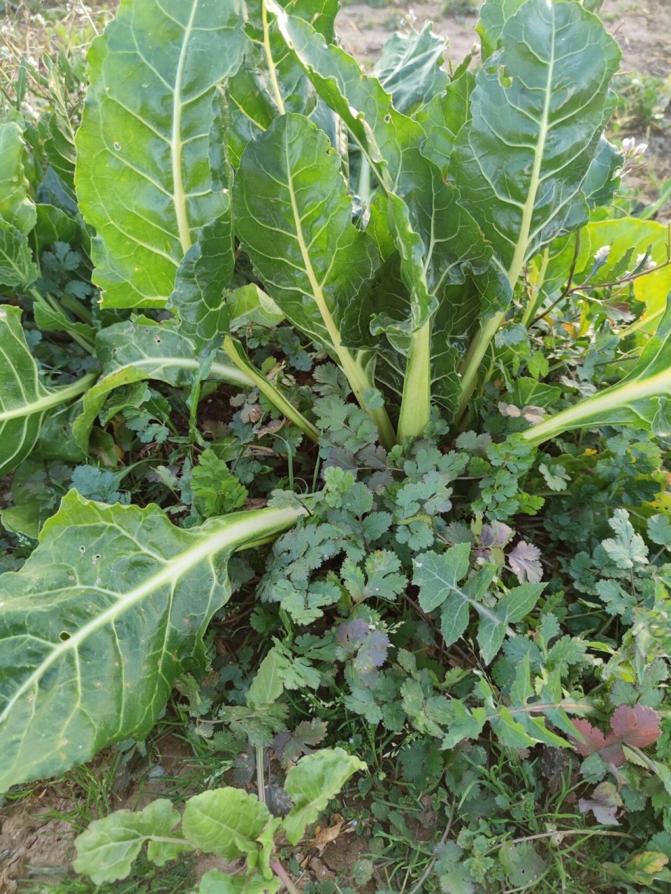 瓦伦西亚郊外野生的"甜菜"—acelga 也叫"莙荙菜","牛皮菜"或"厚皮菜"