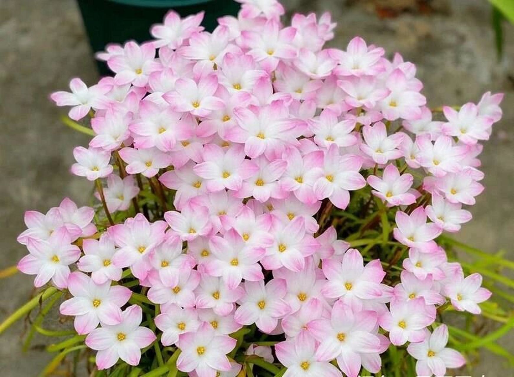 风雨兰胖丽丽|风雨兰界中小仙女般的存在 风雨兰品种繁多,最让人心动