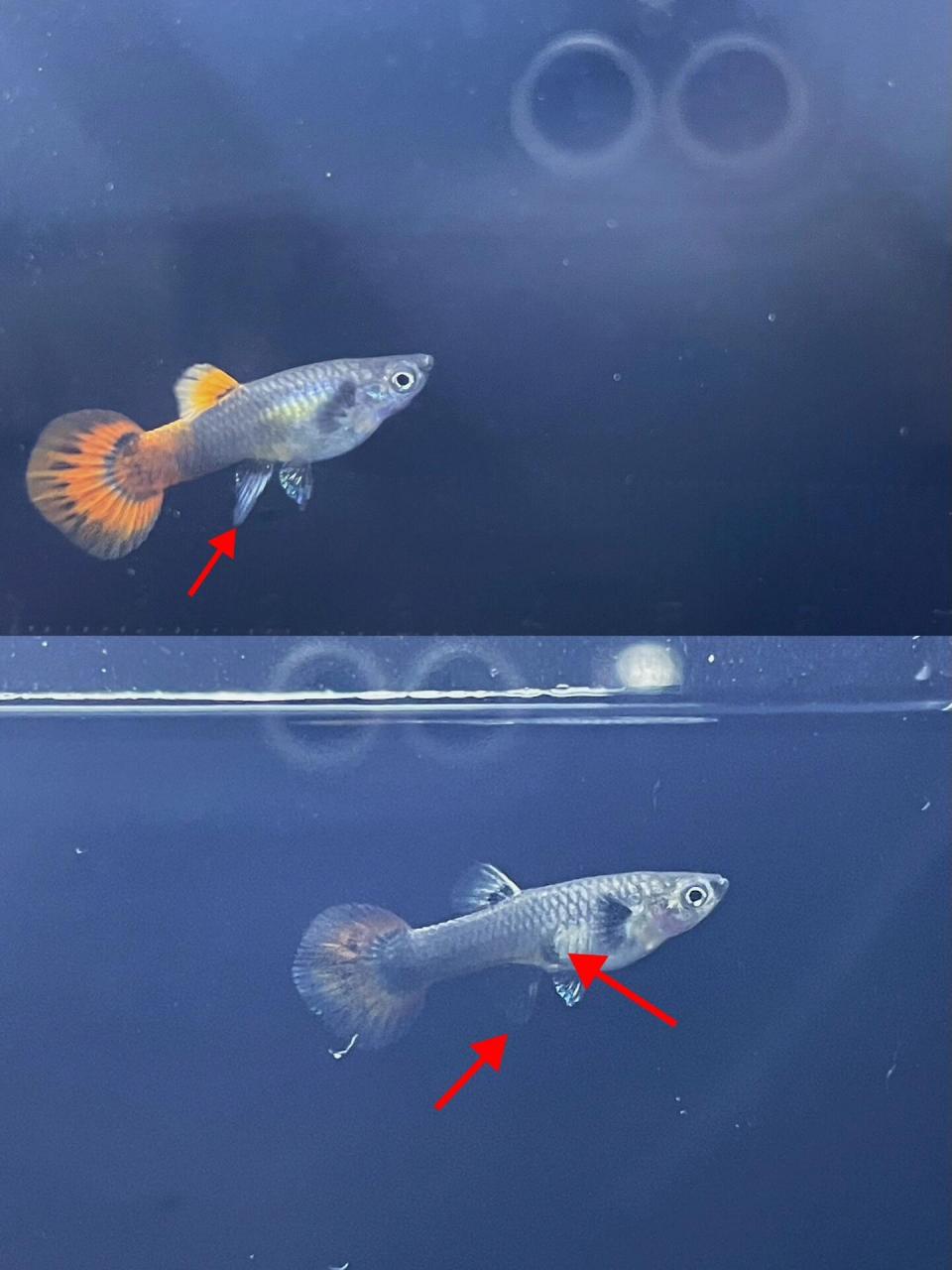 孔雀鱼如何区分公母? 图一:一个月鱼苗.