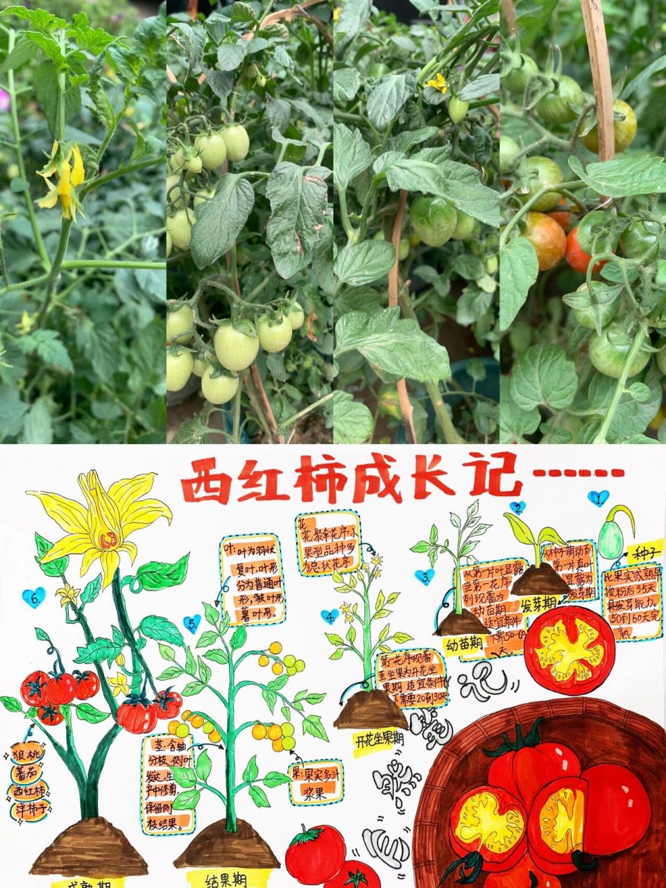 科学作业:《自然笔记-西红柿97成长记》  儿子的科学作业.