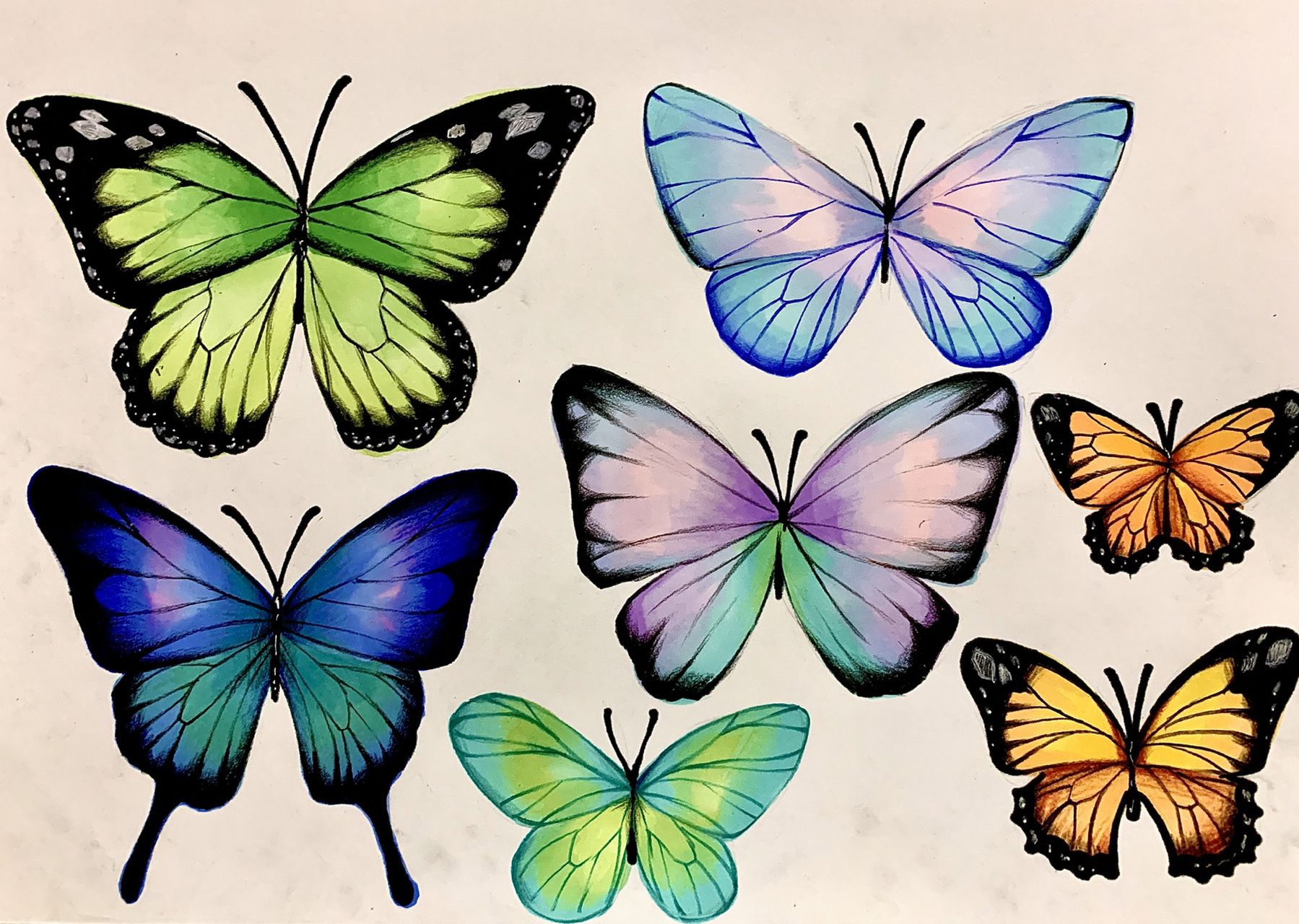 用马克笔画蝴蝶图片