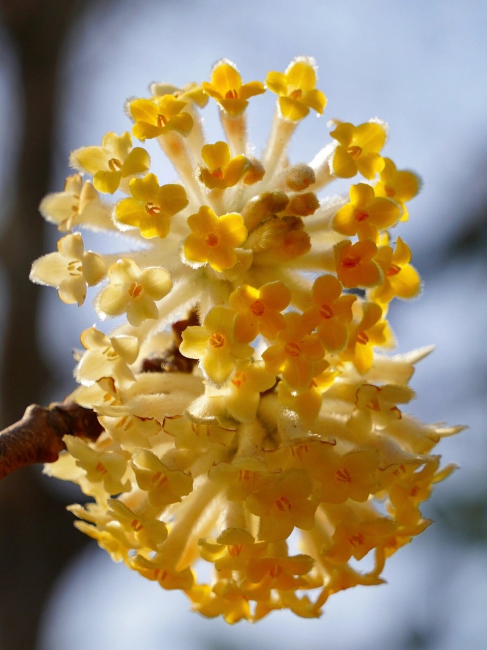 『结香』 也叫爱情树,也是在天愿作比翼鸟,在地愿为连理枝的连理枝