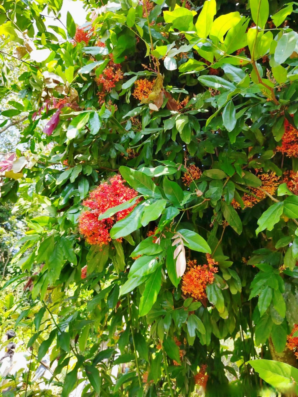 无忧花又名火焰花,乔木,豆科无忧花属,产于云南东