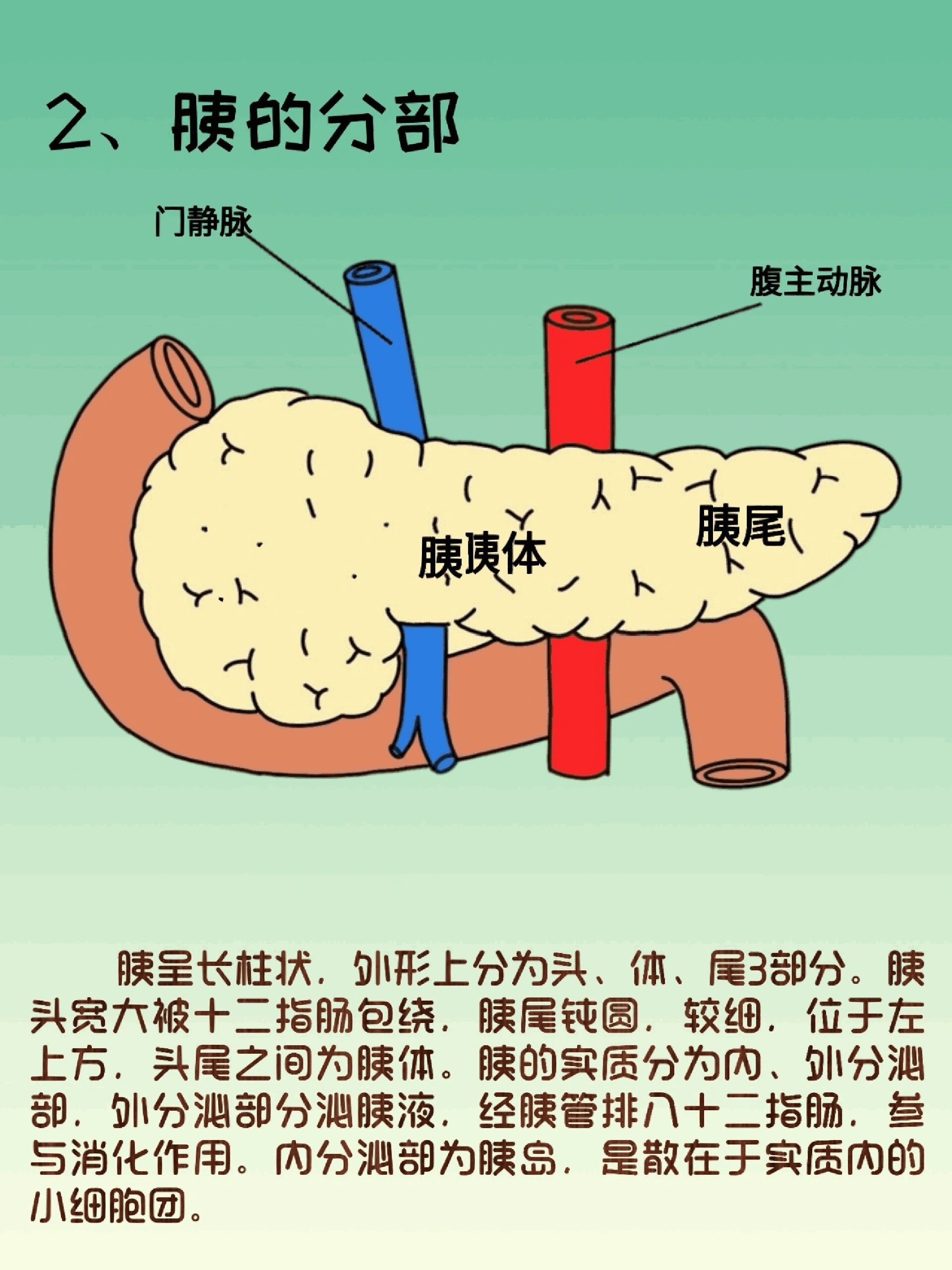 器官解剖之胰腺  简介 胰是人体内仅次于肝的大腺体