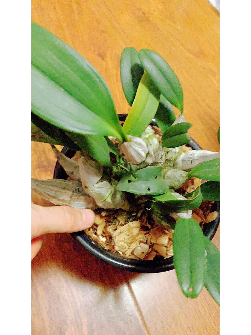 泰国聚石斛 鑫禾出品,必出精品 	 泰国聚石斛,也有人叫泰国大龟背,这