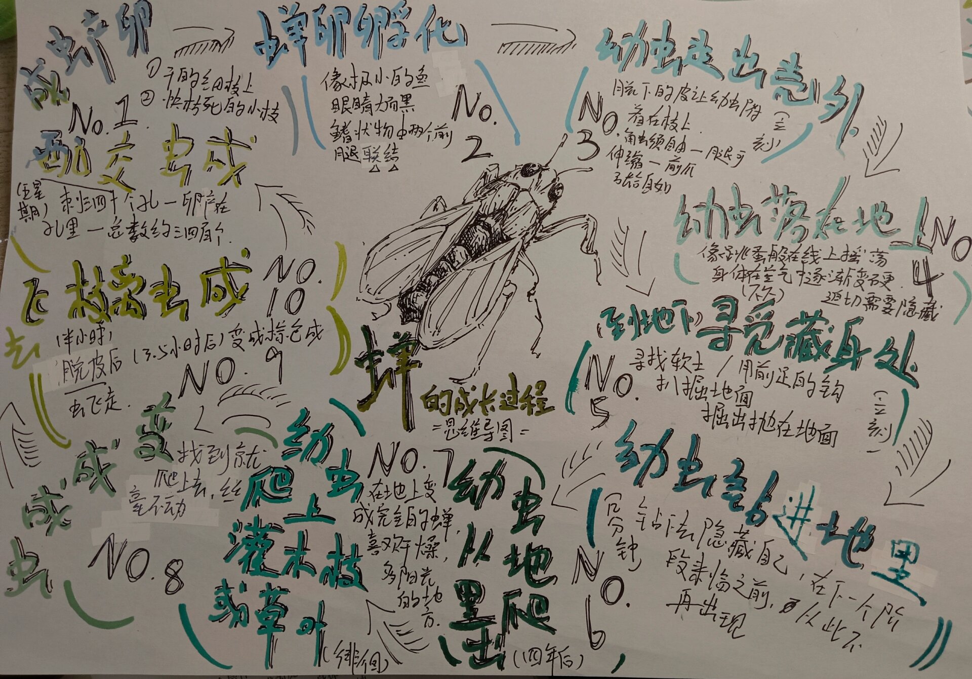 是《蝉》的成长过程思维导图(?) 因为是作业,所以没有画得很细致