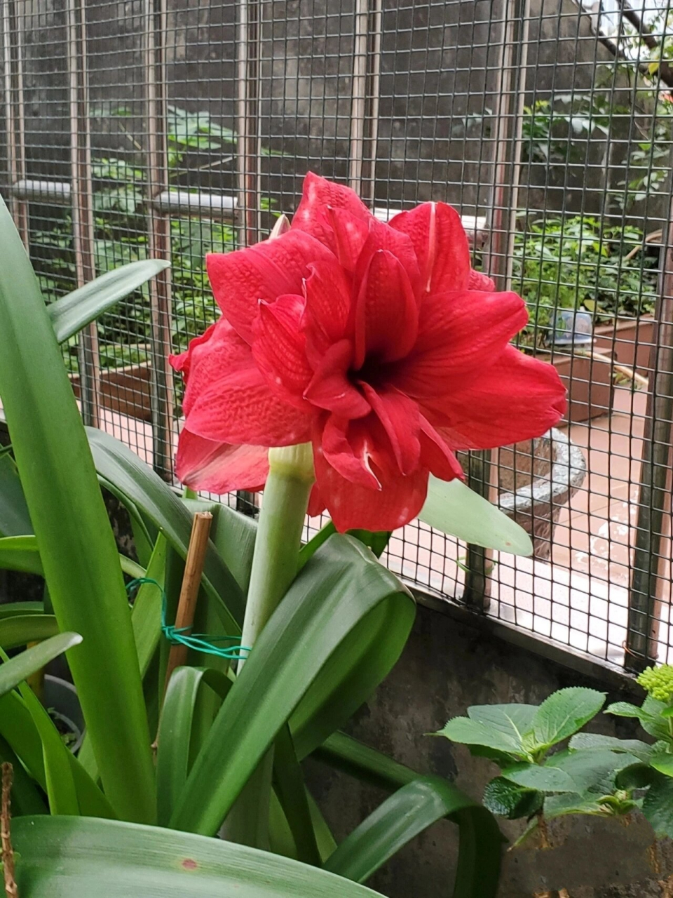 朱顶红-盲盒开奖,是红荣耀 经过多方对比各种红色重瓣(真多啊),最接近