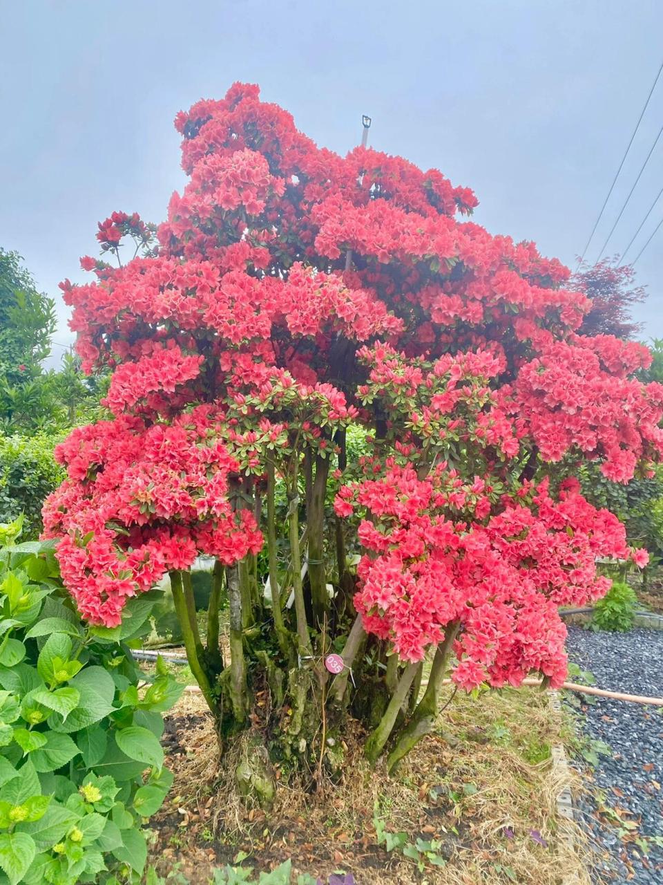 贵阳最大花卉种植基地图片