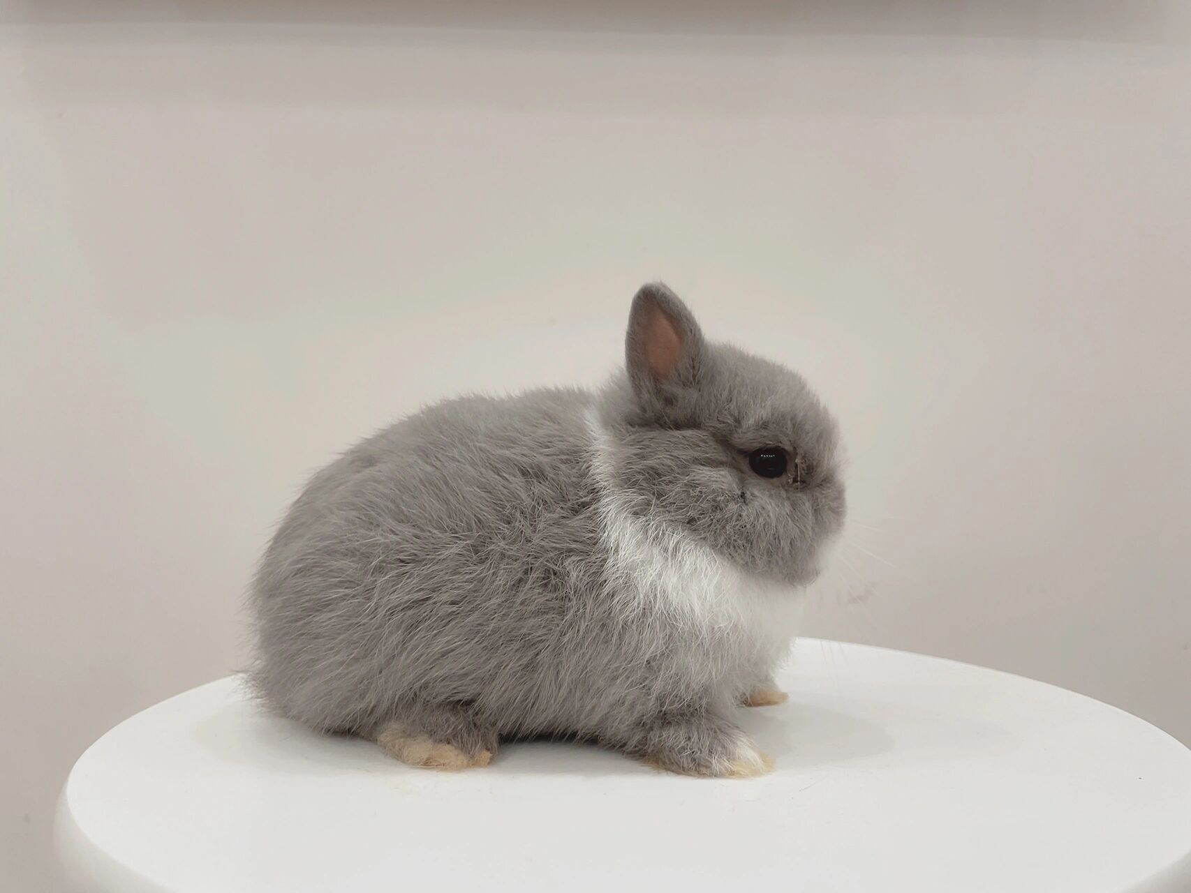 如何挑选一只低价位双血统侏儒兔 很多客户都会问一个问题:"我预算不