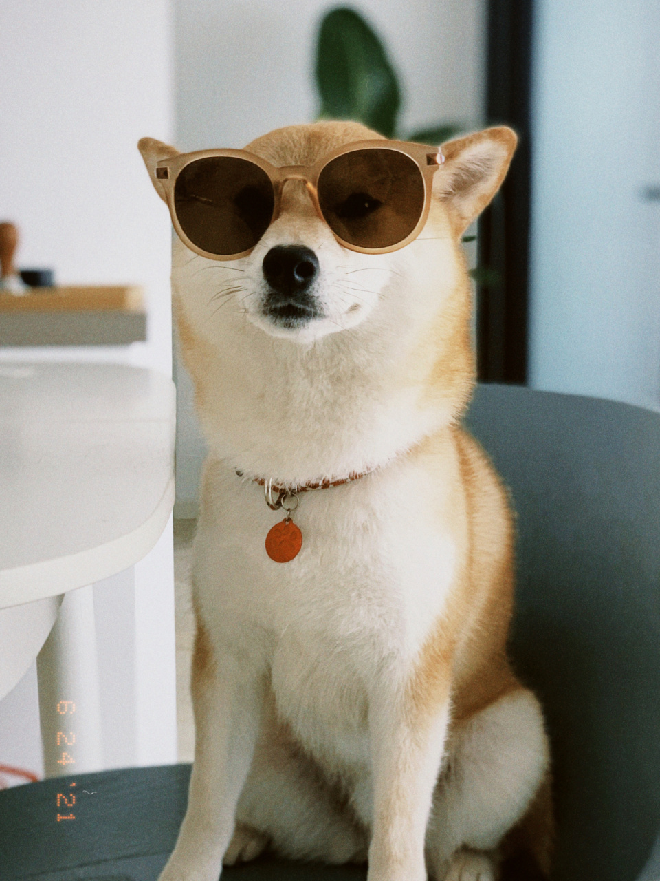 柴犬头像|墨镜一戴,谁都不爱