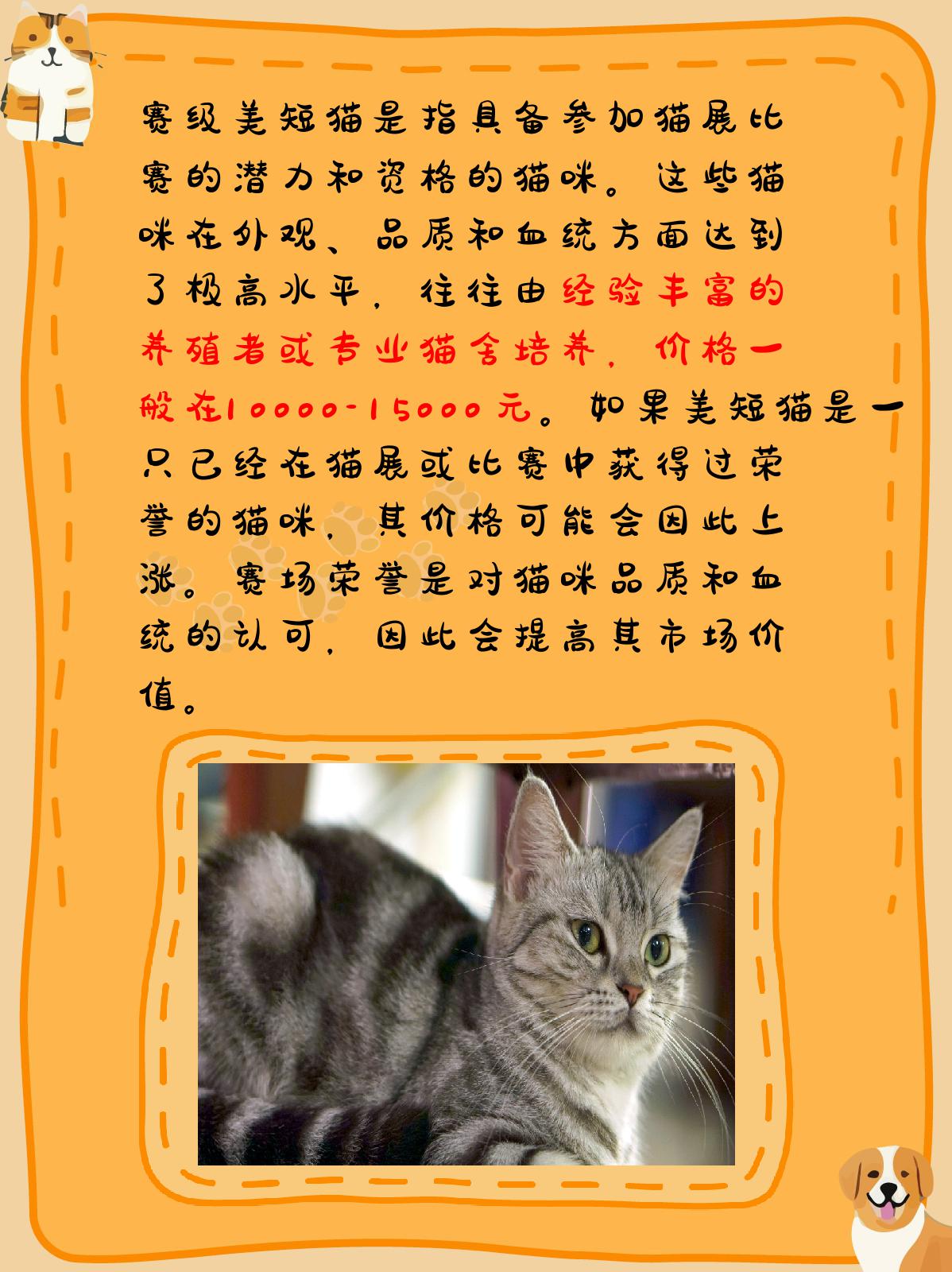 美短猫多少钱一只 美国短毛猫大概2000元12000元之间.