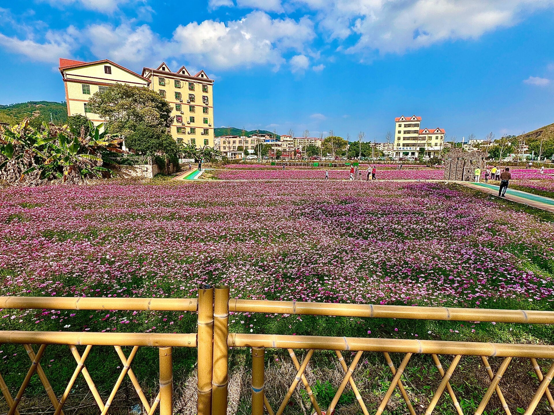 韶关|适合一家冬日出游|94龙归水岸花海世界 冬日很适合和家人出去
