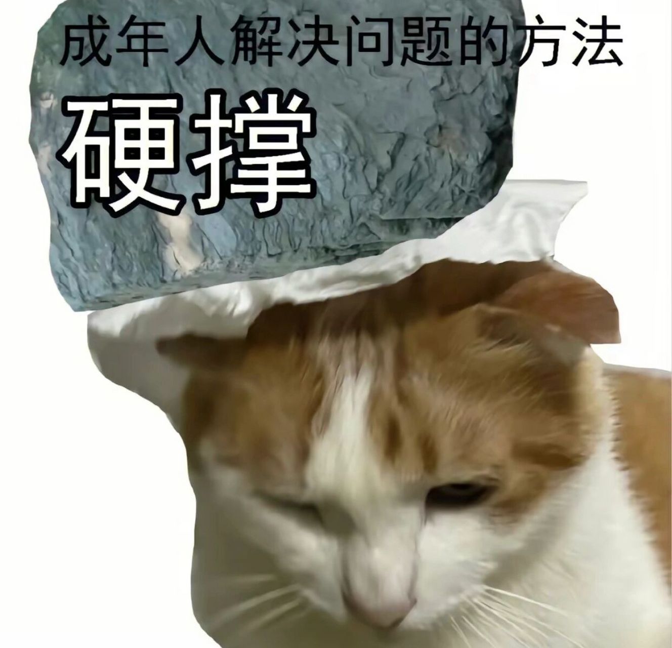 猫猫头表情包
