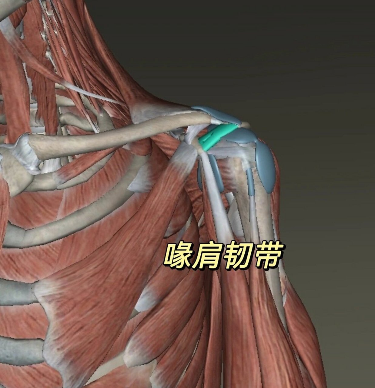 喙突周围附着的肌肉和韧带: (1)内下方:胸小肌 作用:肩胛骨下降,下旋