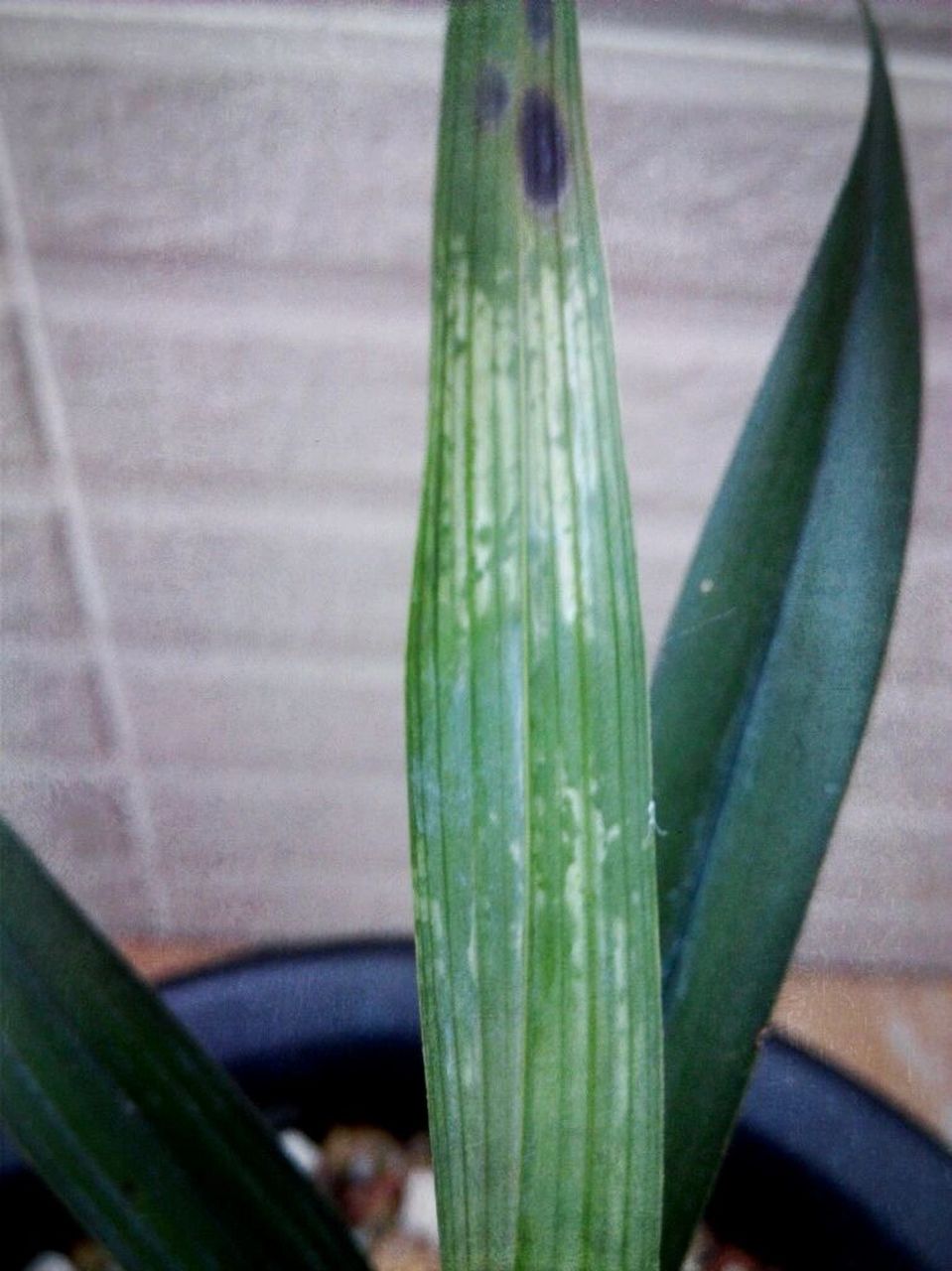 兰花绝症《拜拉丝病》 图片转自中交网,中部或端部发生.