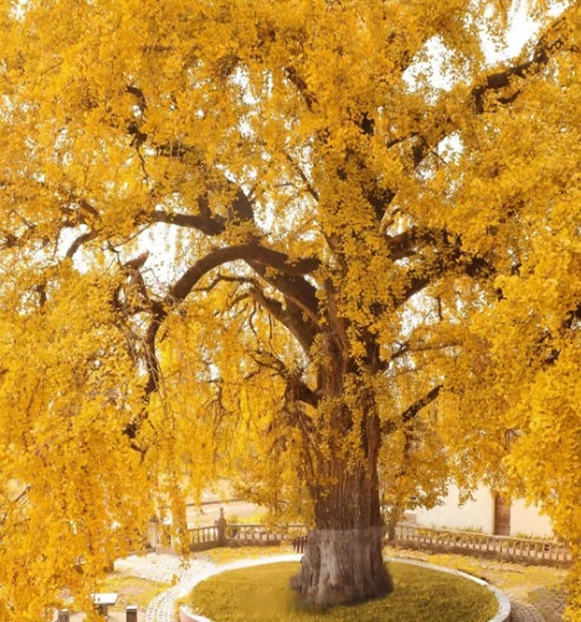 合肥这棵银杏树也太好看了!