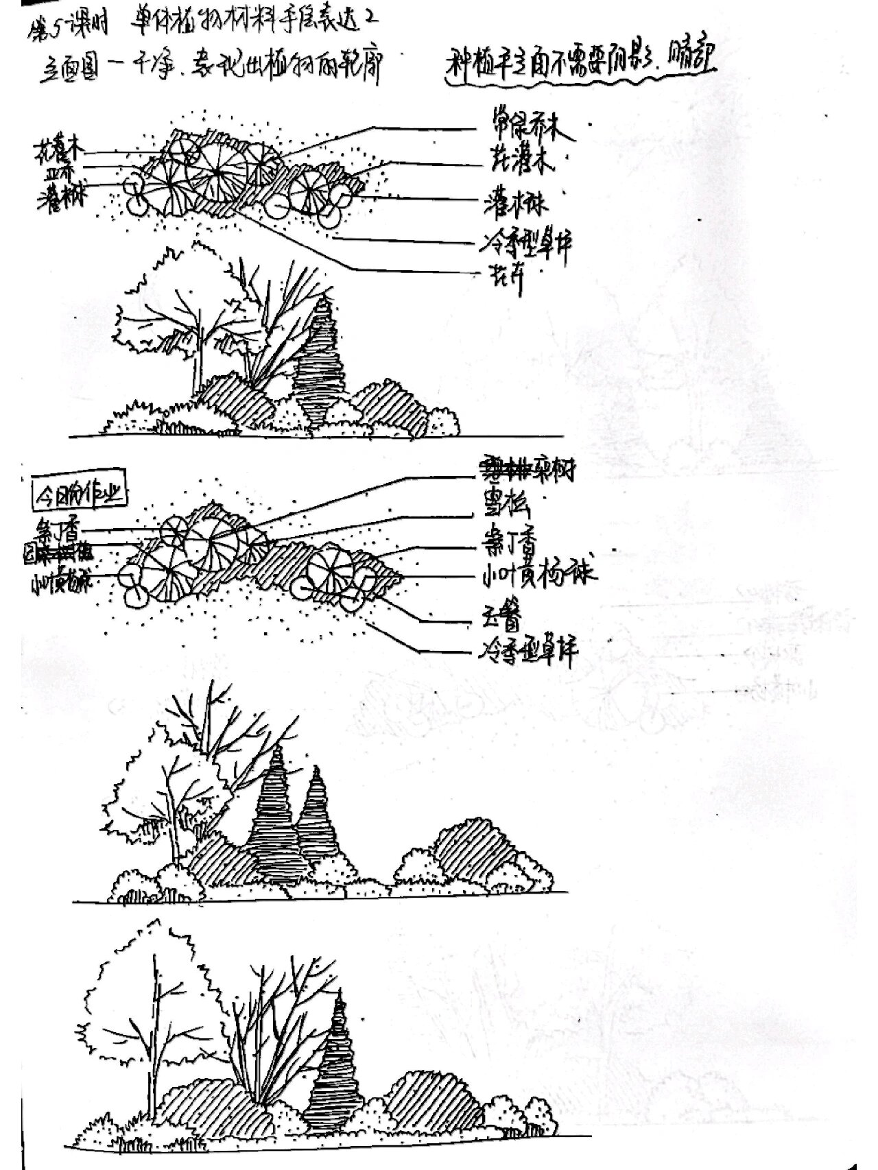 day5 单体植物材料手绘表现2 植物种植立面图表达的要点 干净