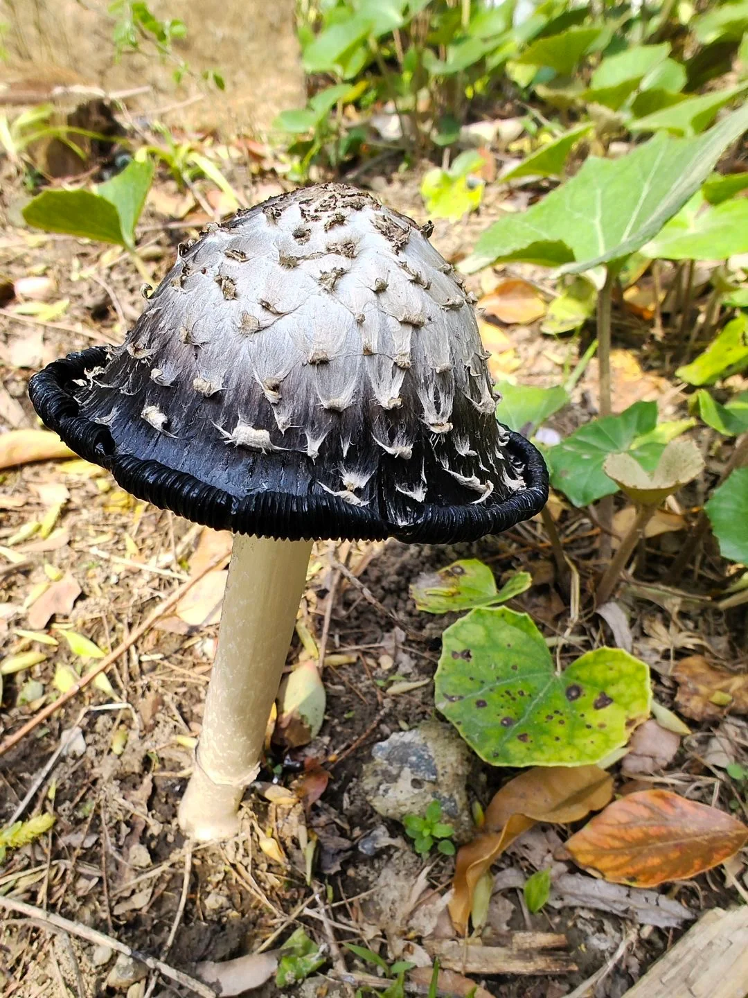 这个蘑菇可以吃吗?黑伞伞白杆杆