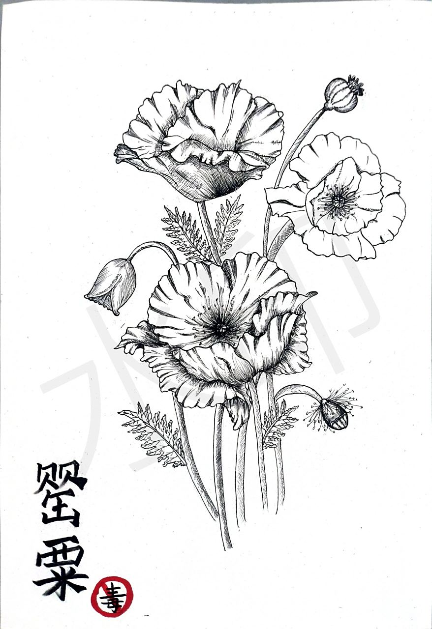 禁毒绘画主题画【罂粟花】 早教人的作业,图片上是罂粟花,第一次画这