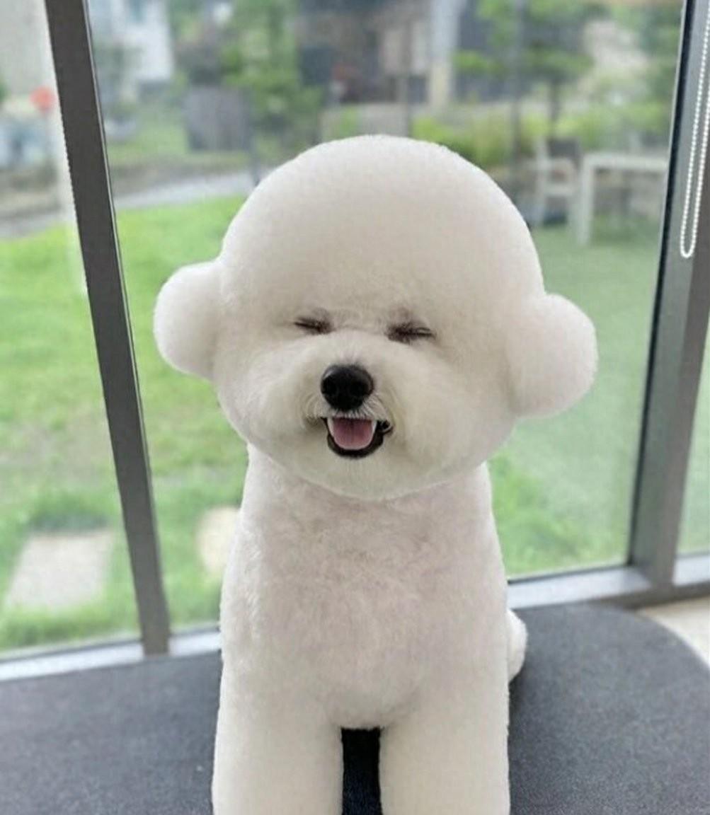 比熊犬就像那行走的棉花糖,眼睛圆溜溜的,美颜滤镜都省了