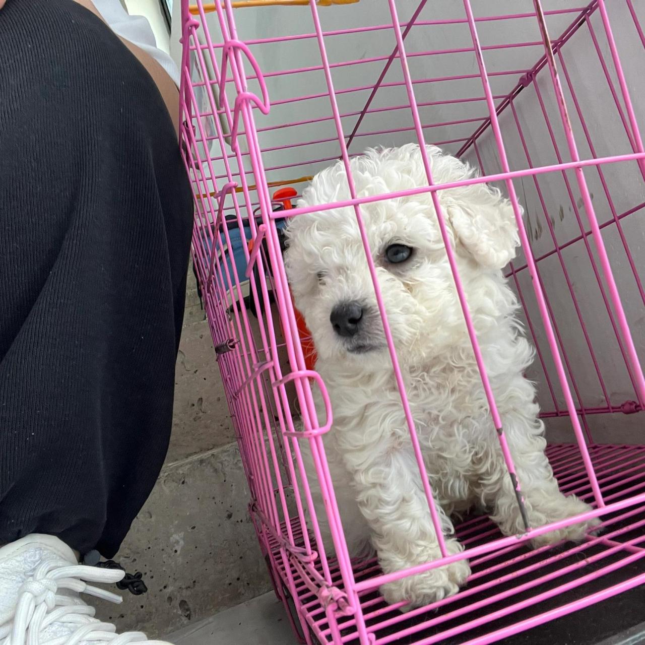新手养狗 打疫苗要花多少钱?