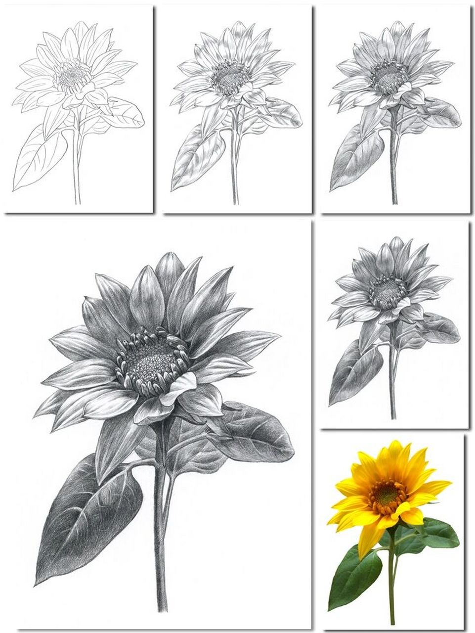 素描花卉绘画向日葵 向日葵素描绘画