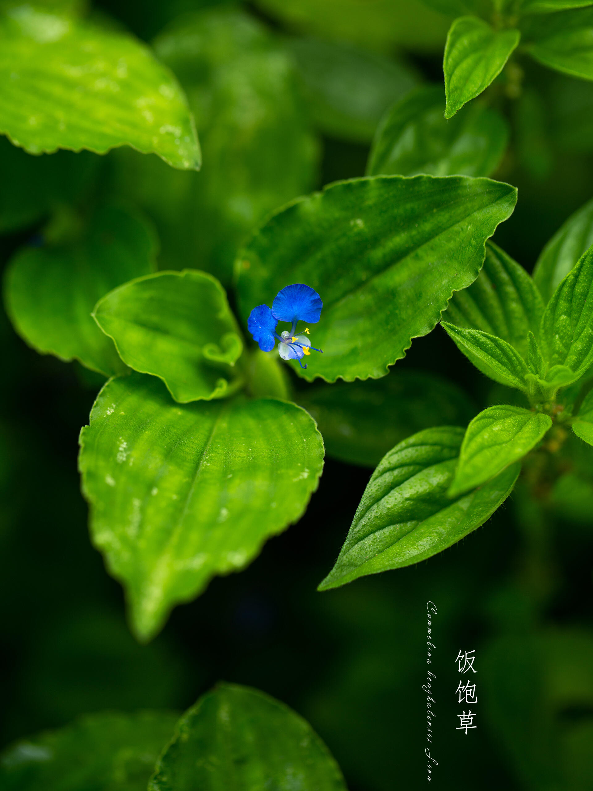 别名火柴头竹叶菜卵叶鸭跖草圆叶鸭跖草 界植物界