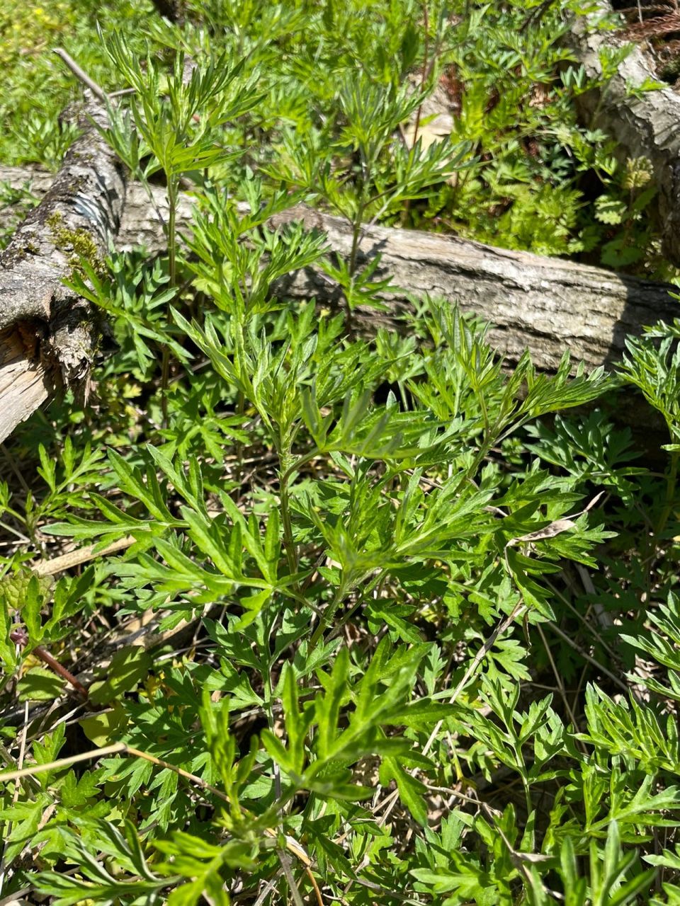 大家可以试下图26615的这种草做清明果.口感保证很绝.