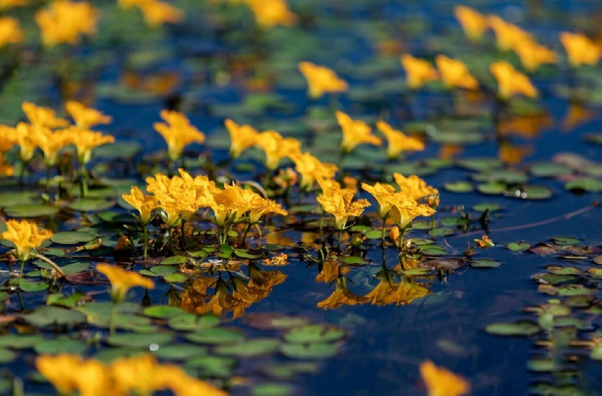 夏日植物|荇菜,诗经植物参差荇菜 左右流之 荇菜  花色:黄色 高度:5