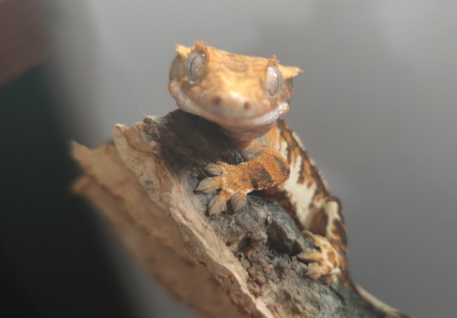 爬友们日常科普第四弹——睫角守宫蜕皮 睫角守宫覆盖一层细小的颗粒