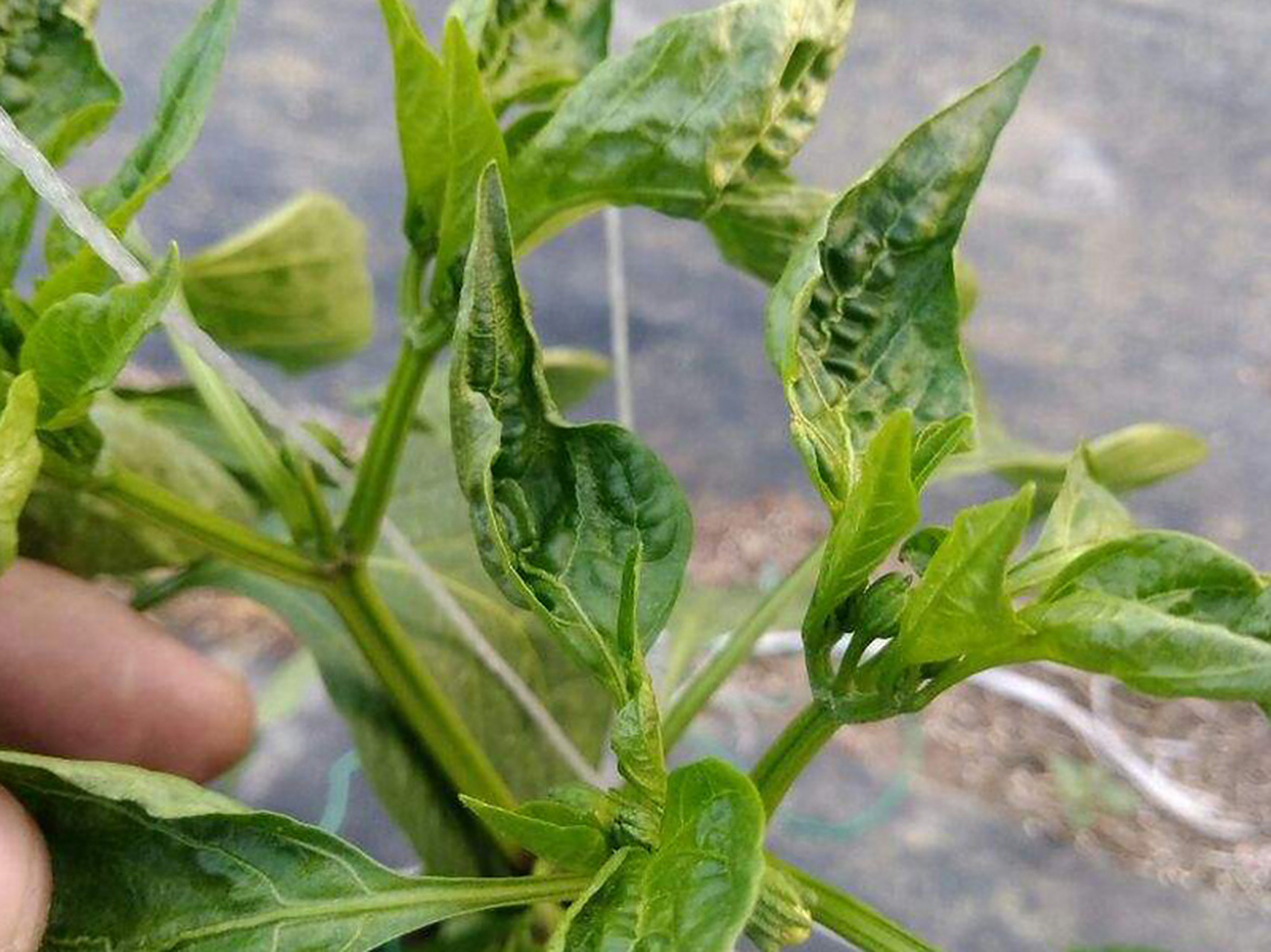 茶黄螨的危害及防治措施 一,危害特征 1,症状表现 幼螨,成螨以幼虫为