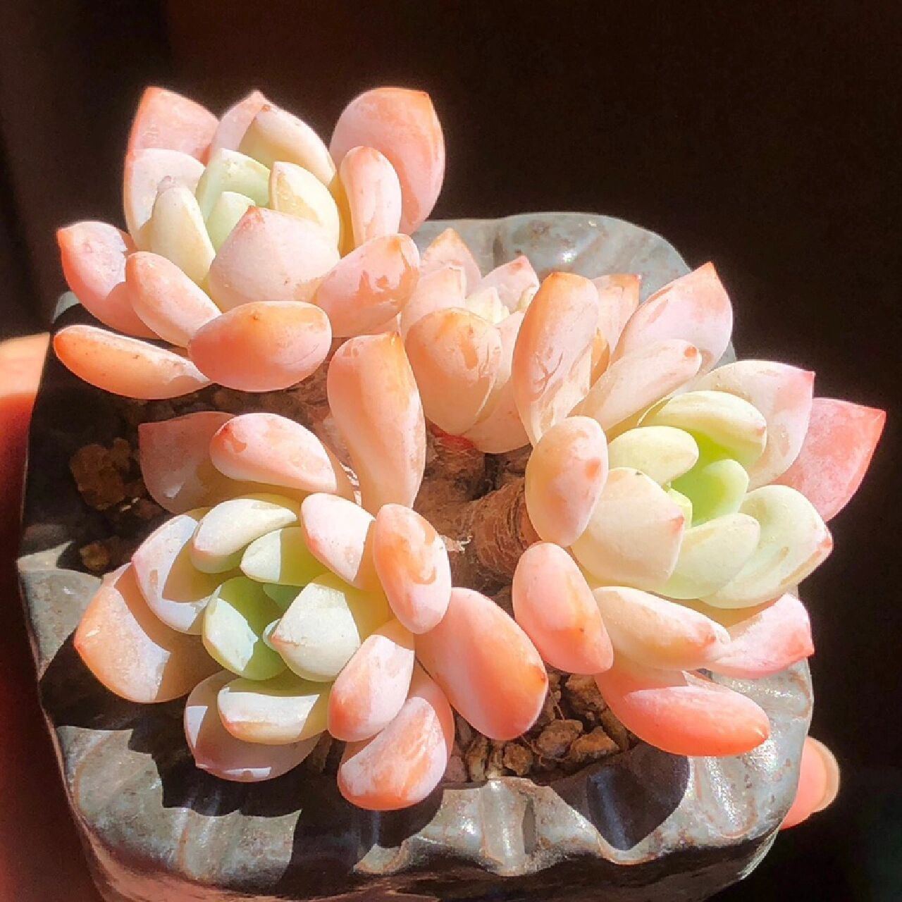 96每天认识一种多肉9411296冷香 95形态特征 冷香确实是劳尔