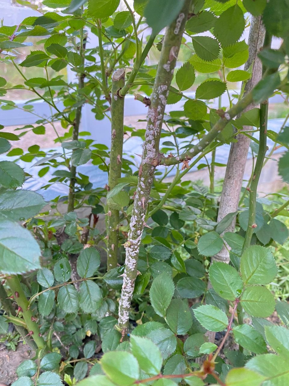 植物白斑病图片早期图片