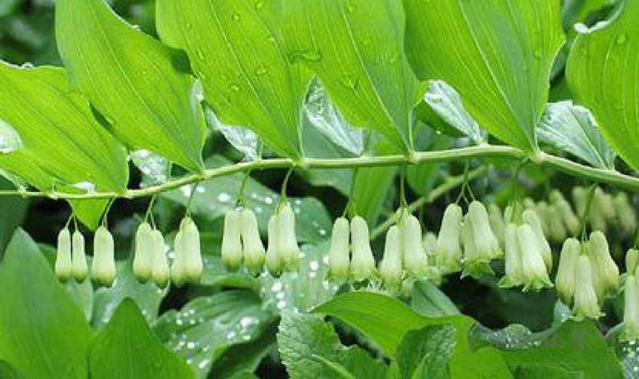 【中草药科普】《本草纲目》草部之"黄精" 【中药名】黄精 huangjing