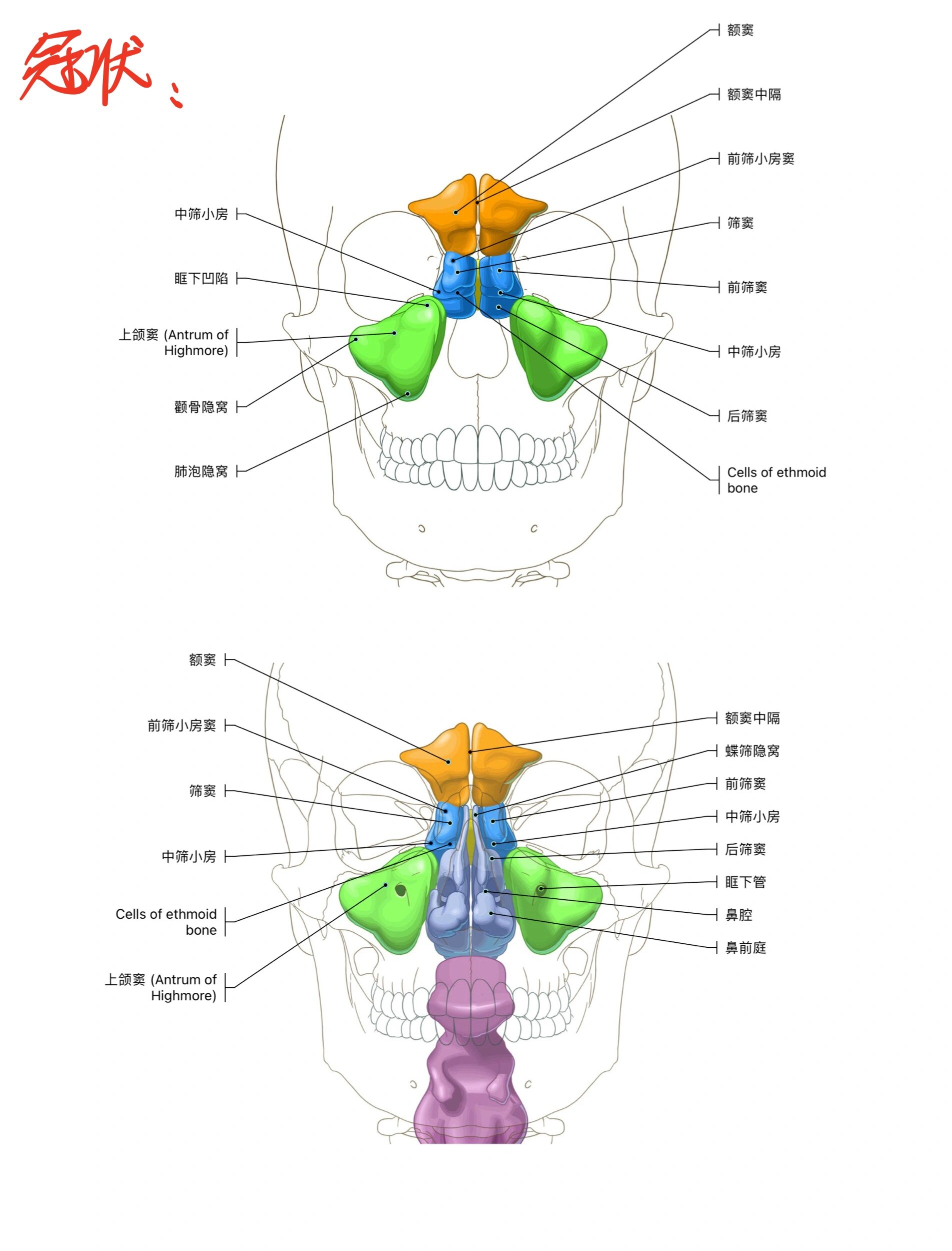 每天坚持学解剖