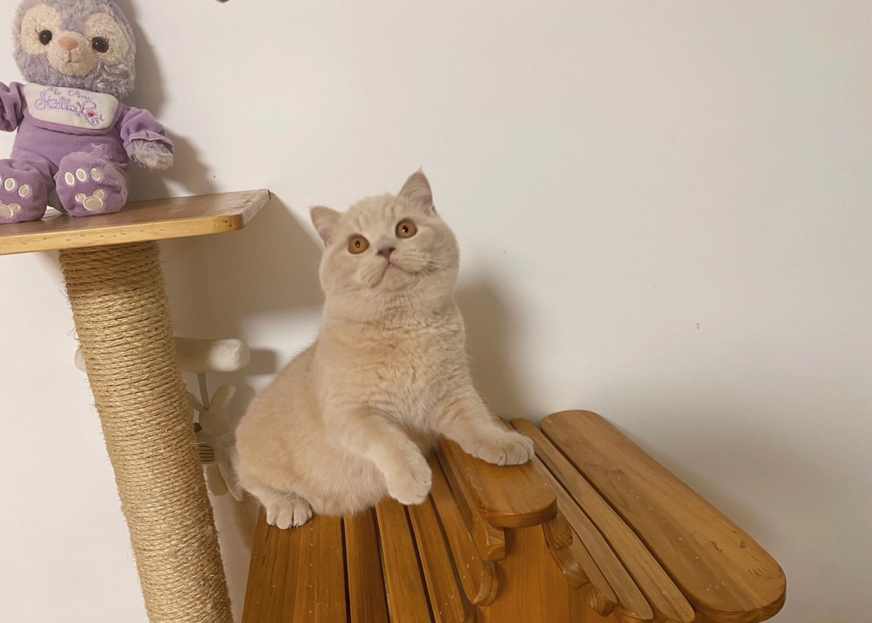 北美英短猫舍 英短乳色 给大家安利纯乳英短 作为弟弟也是太胖了一点