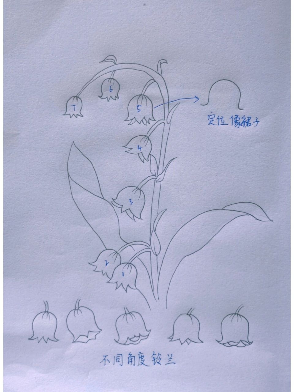 海棠,铃兰,康乃馨,绣球花分解画法| 多种花卉分解画法:有海棠花,铃兰