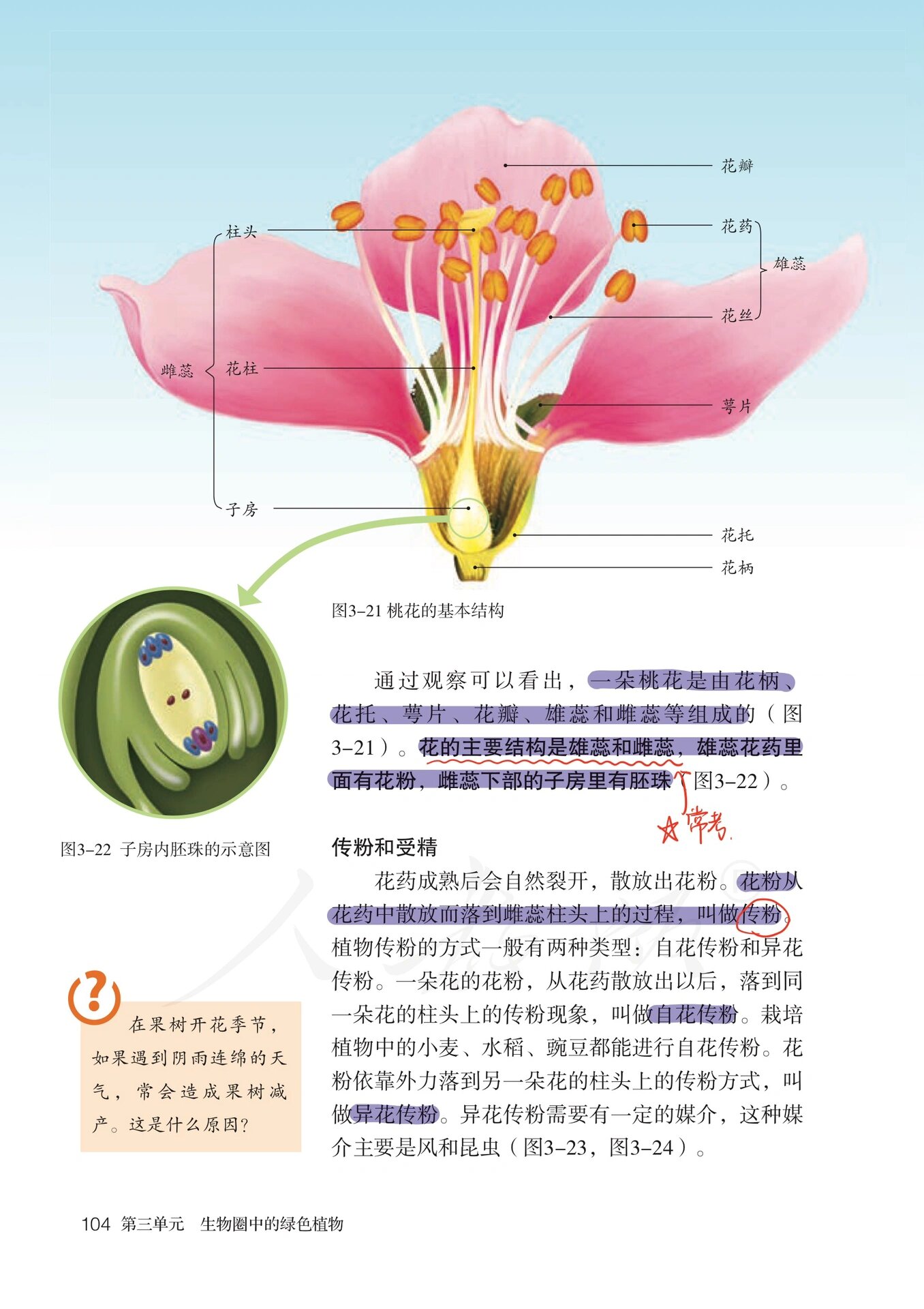 花和果实的关系图图片