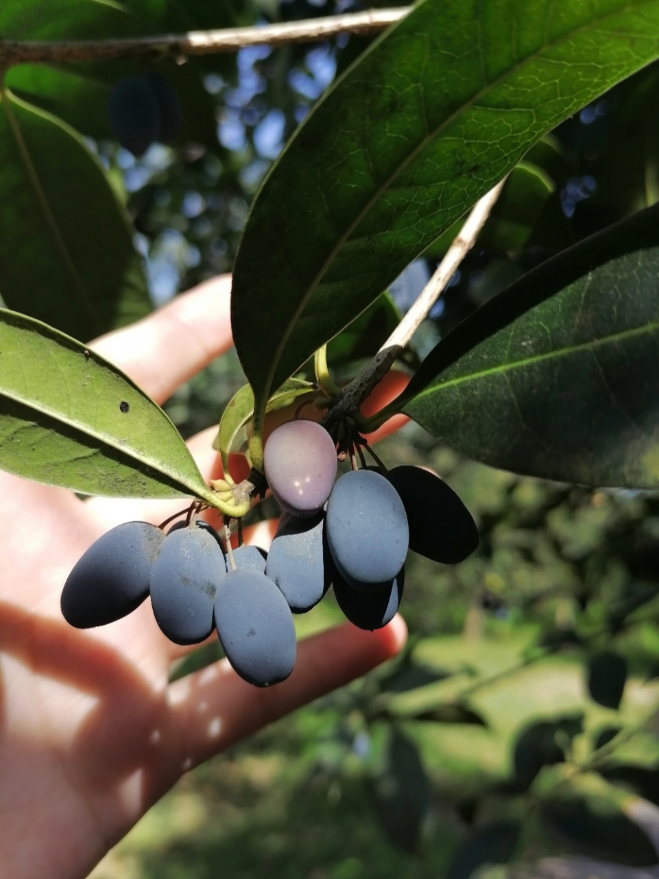 有大神给科普一下这是什么果子吗?