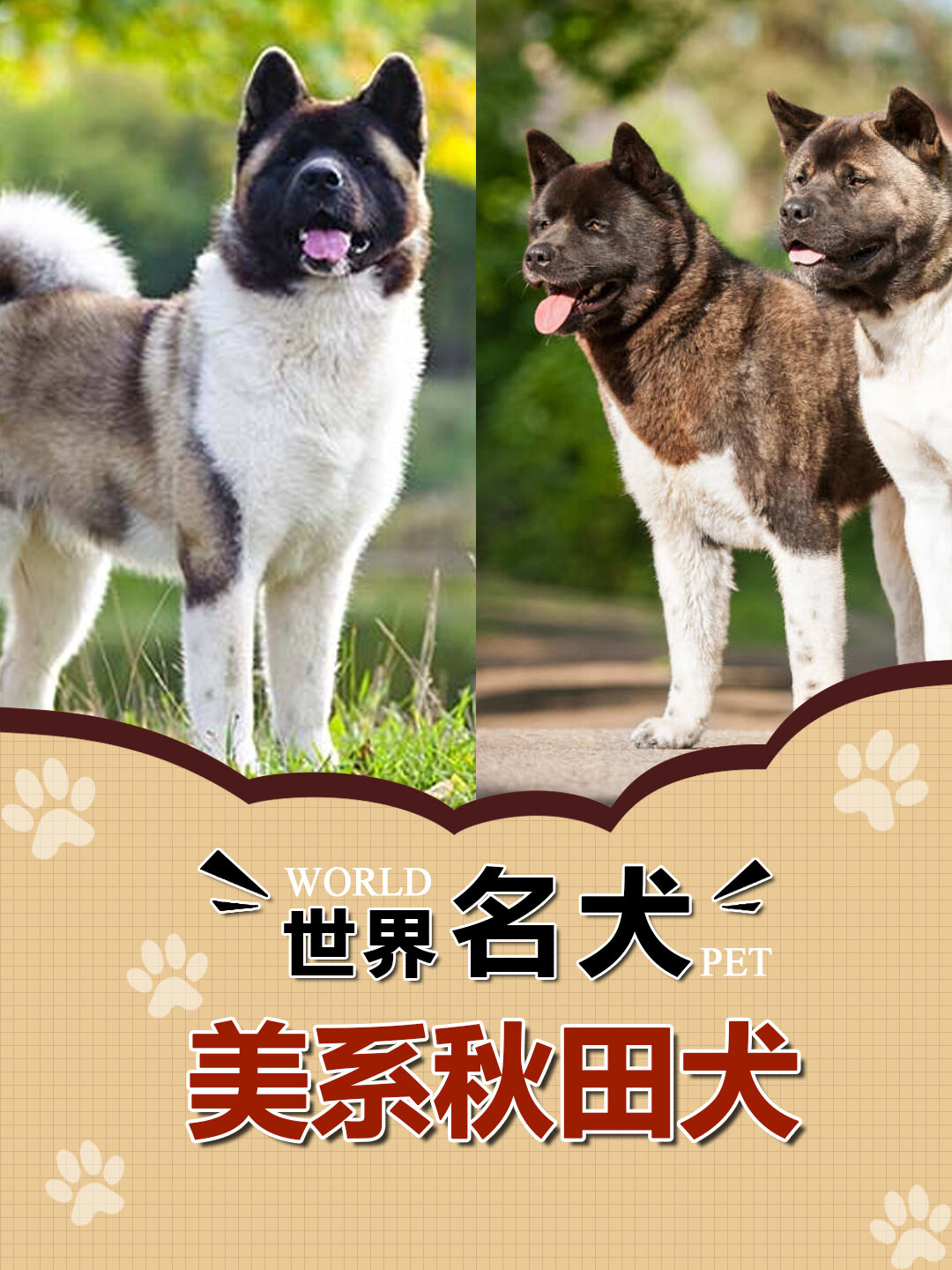 n.035世界名犬