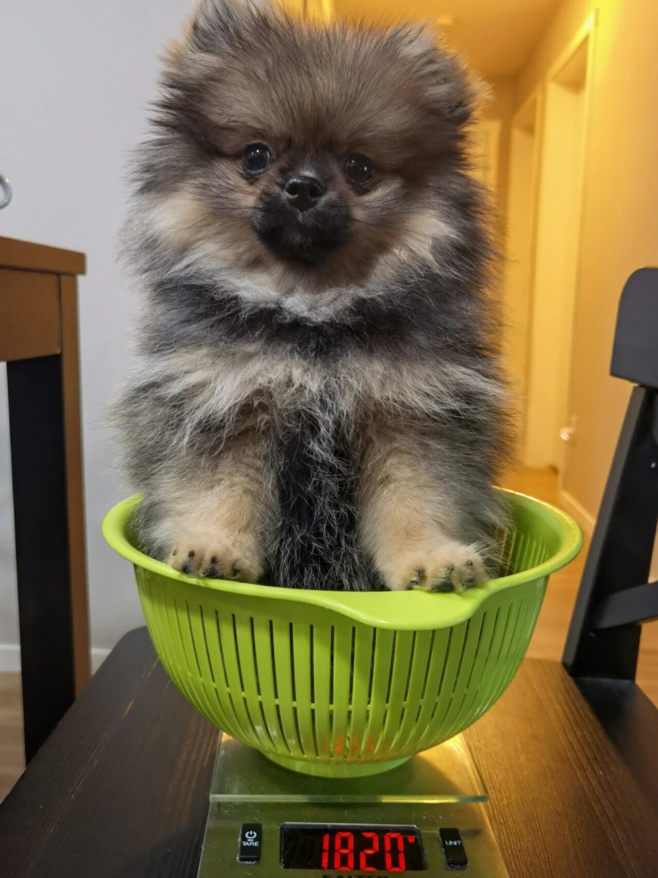 "麻麻,快看看,我是不是全世界最强壮的修狗" 	 家里的博美三个月已经