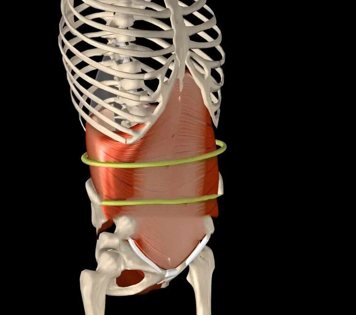 腹横肌功能解剖 位置:腹部最深层的肌肉 起点:腹股沟韧带,髂嵴,胸腰