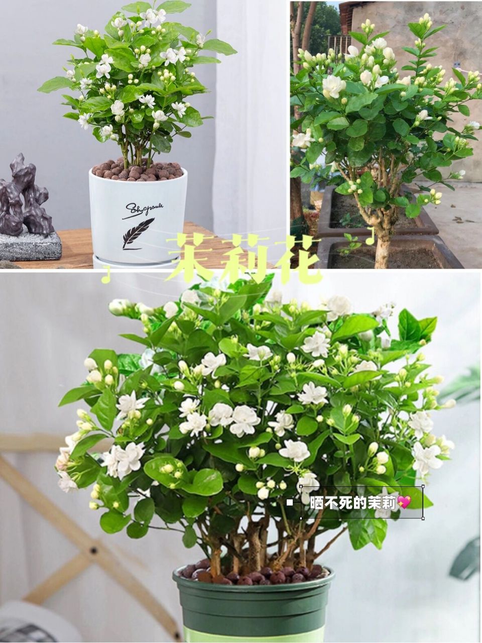 阳台养花|耐热耐晒好养易爆盆10款阳台植物 阳台夏天该养什么花适合