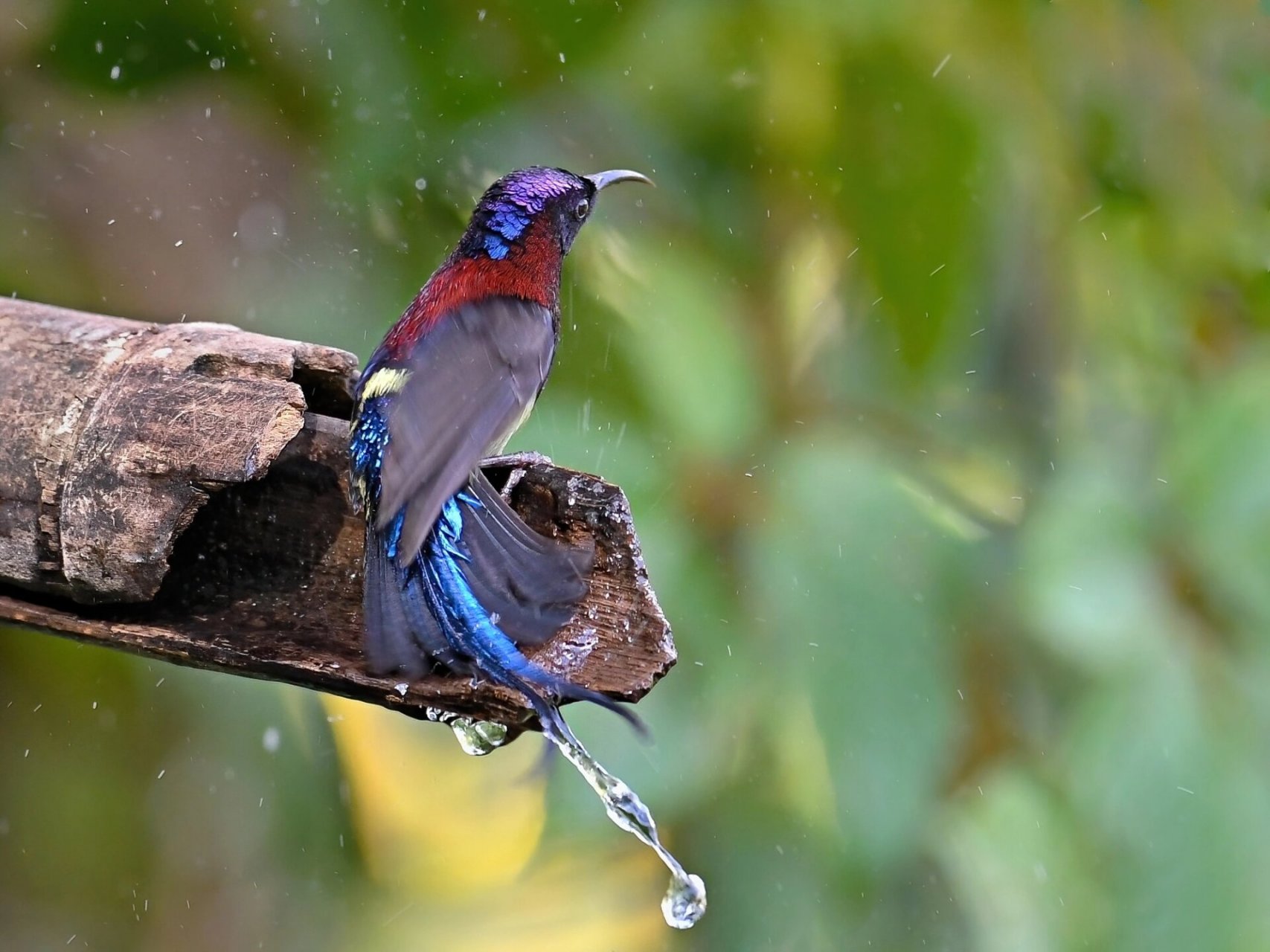 畅快惬意时 黑胸太阳鸟