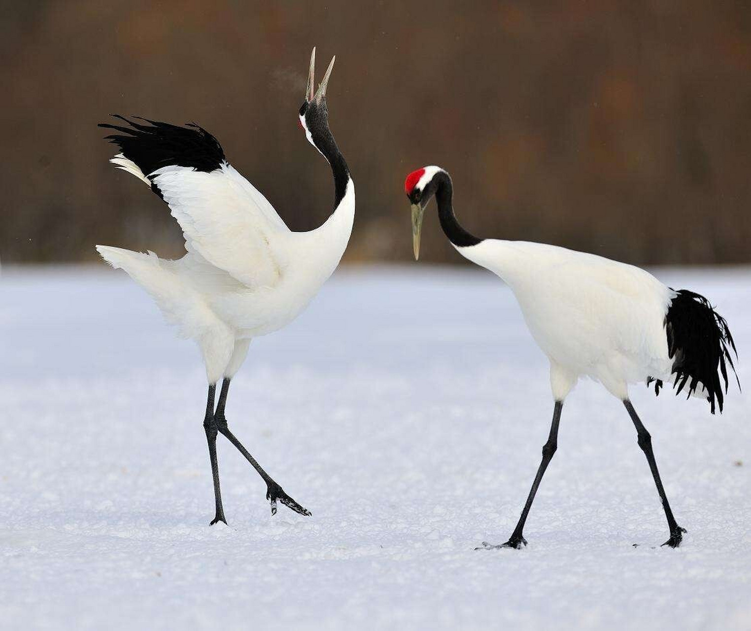 动物图片收纳整理分享 丹顶鹤