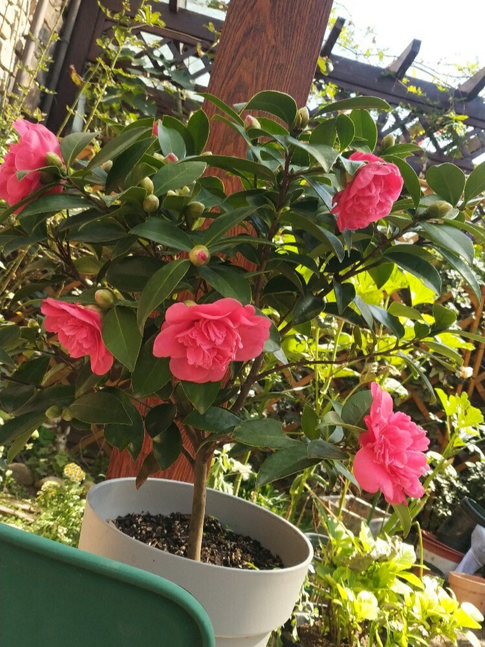 超级好养的茶花推荐-夏梦衍平 推荐给小伙伴这个四季茶花,夏梦衍平.