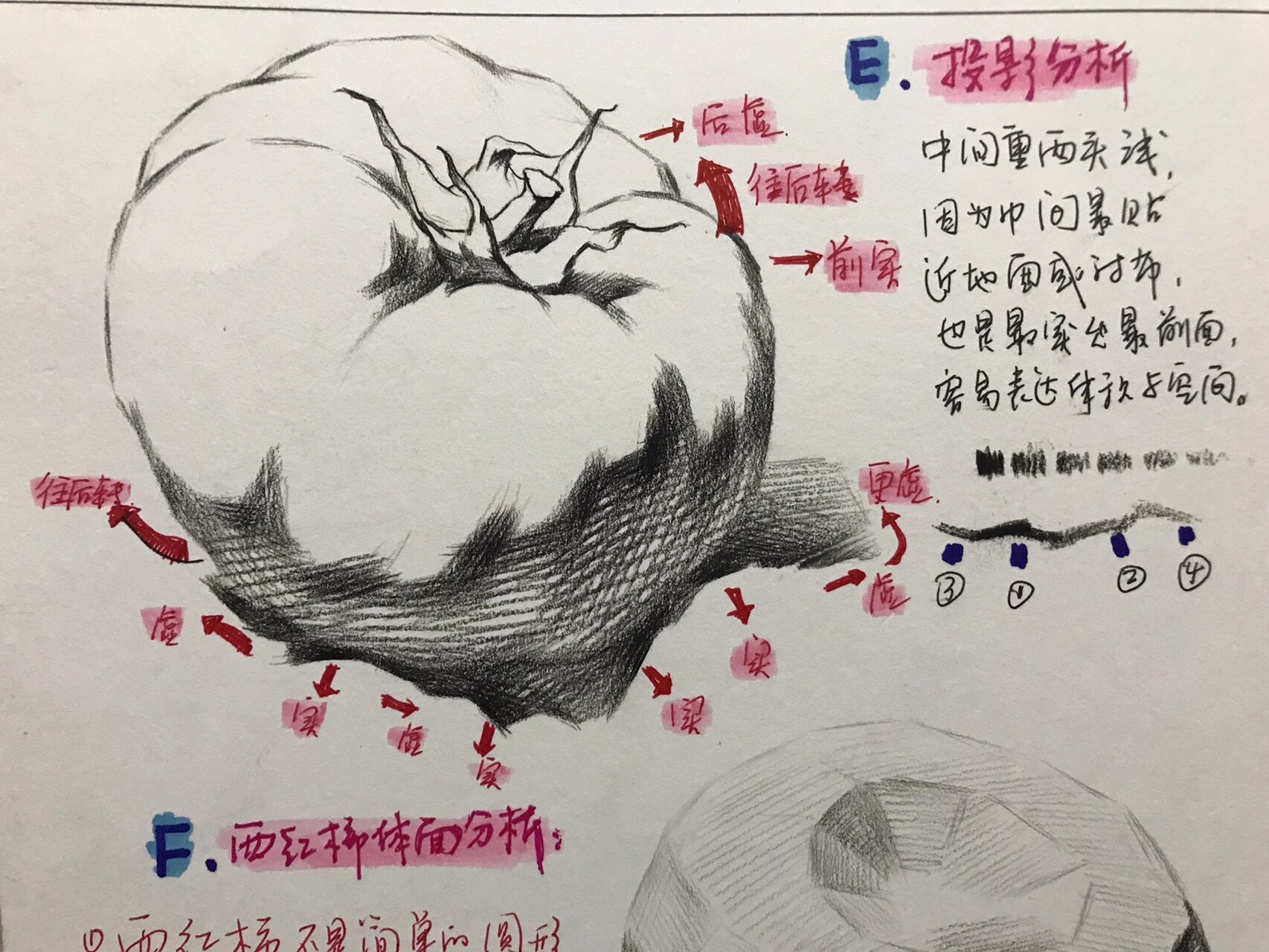 西红柿结构素描图片