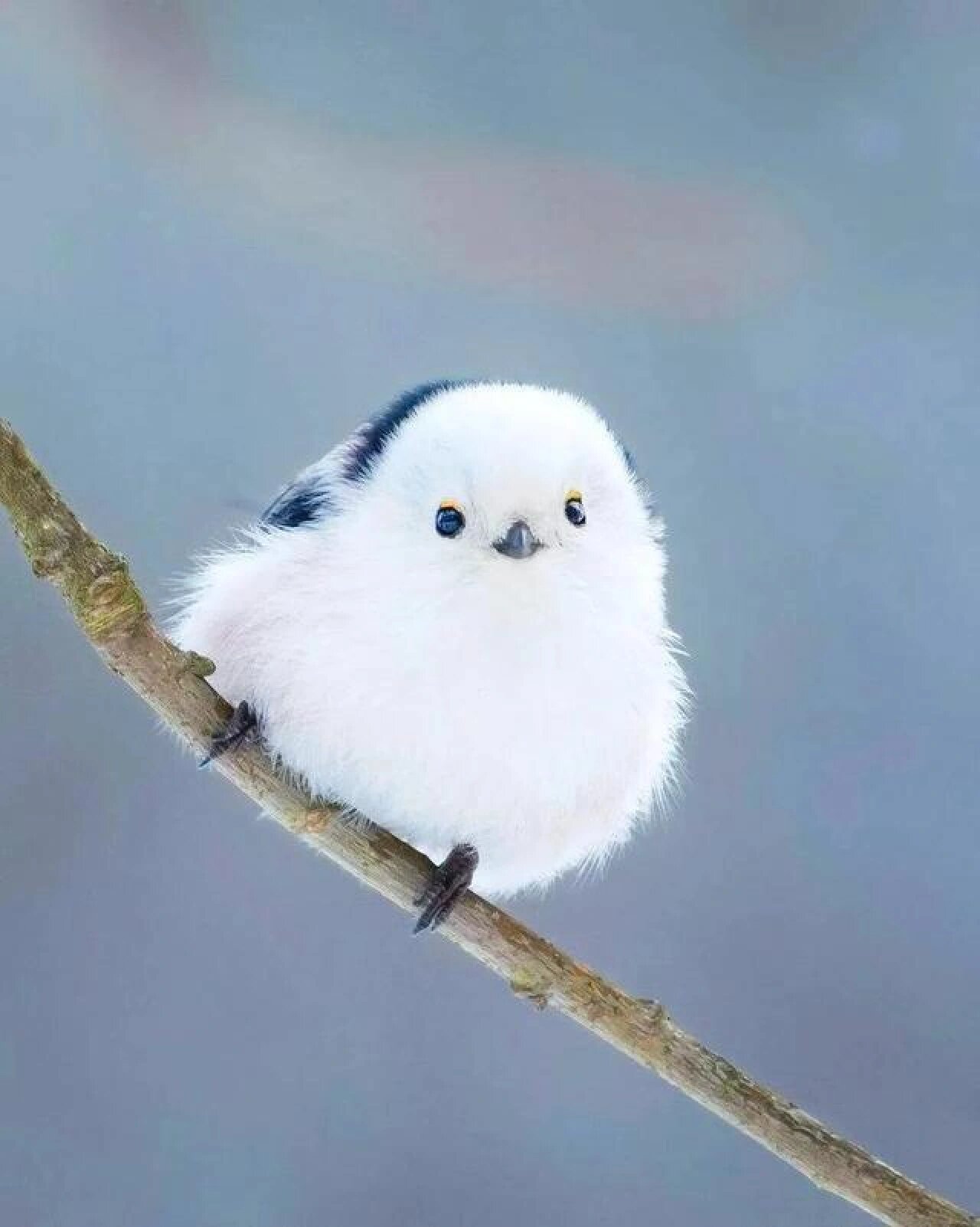 每天认识一种动物(30)北长尾山雀