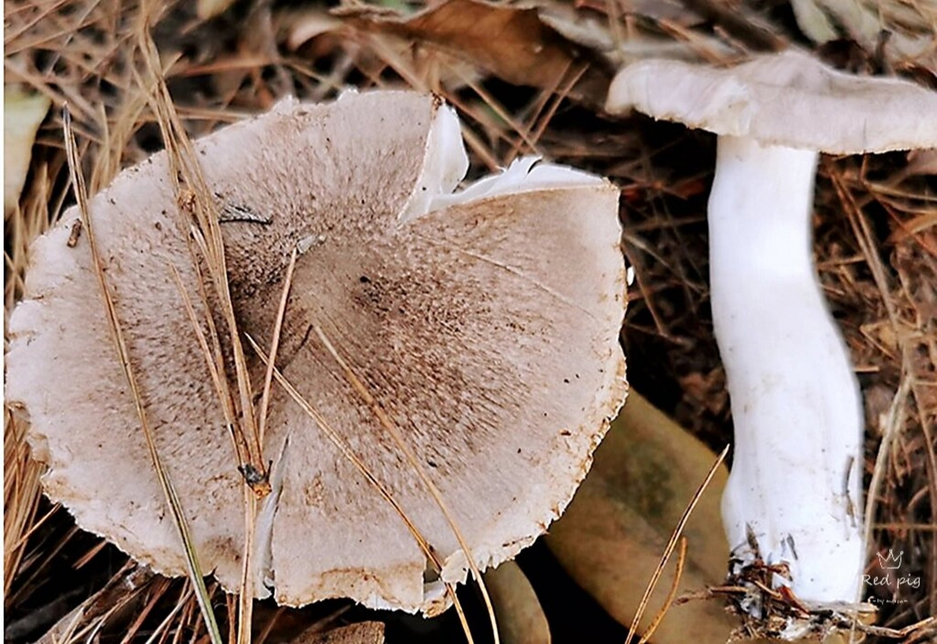 知道北风菌,还是从一位80多岁的老人嘴里,他回忆着自己在云南当兵的